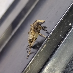 Aegomorphus jaspideus