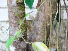 Syzygium polyanthum