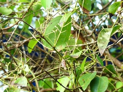 Syzygium polyanthum