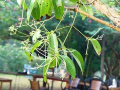 Syzygium polyanthum