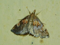 Thesaurica ocellata