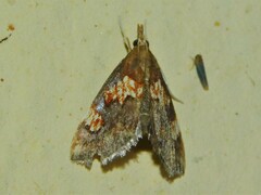 Thesaurica ocellata