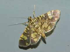Pardomima