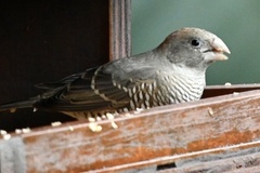 Amadina erythrocephala