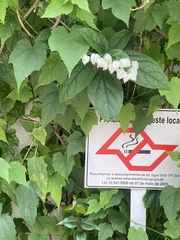 Clerodendrum thomsoniae