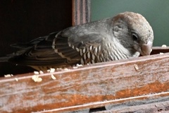 Amadina erythrocephala