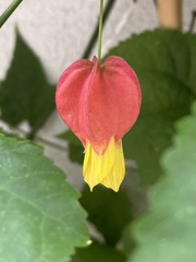 Callianthe megapotamica