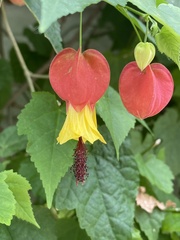 Callianthe megapotamica