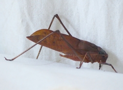Mecopoda