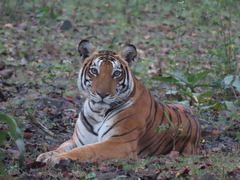 Panthera tigris tigris