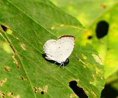 Neopithecops zalmora