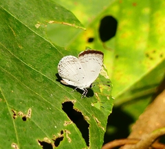 Neopithecops zalmora