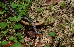 Lampropeltis abnorma