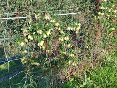 Clematis cirrhosa