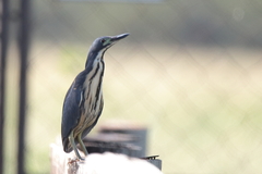 Ixobrychus sturmii