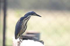 Ixobrychus sturmii