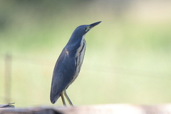 Ixobrychus sturmii
