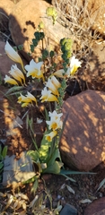 Freesia occidentalis