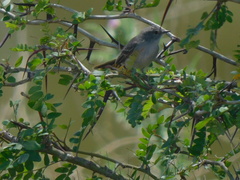 Serpophaga nigricans