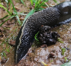 Limax cinereoniger