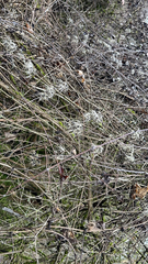 Clematis drummondii