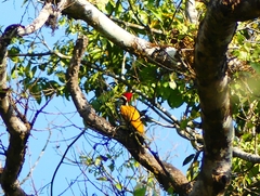 Chrysocolaptes guttacristatus