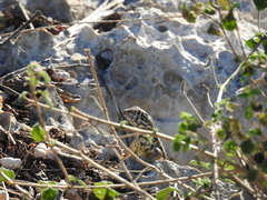 Leiocephalus barahonensis