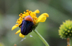 Leucocelis amethystina