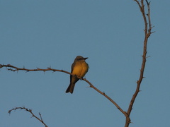 Tyrannus melancholicus