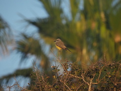 Tyrannus melancholicus