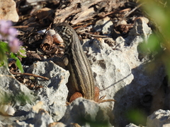 Leiocephalus barahonensis