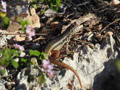 Leiocephalus barahonensis