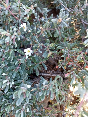 Frankenia ericifolia image