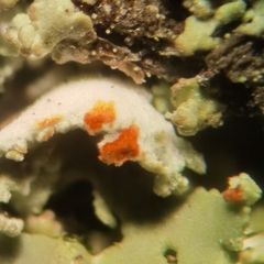 Cladonia caespiticia