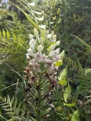 Habenaria monorrhiza