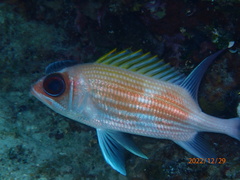 Holocentrus adscensionis