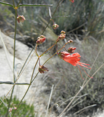 Mirabilis coccinea