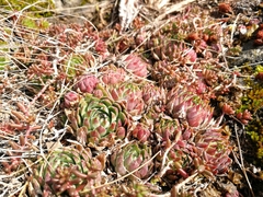 Sempervivum globiferum