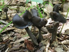 Helvella atra