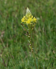 Bulbine narcissifolia