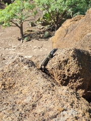 Gallotia galloti