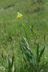 Bulbine narcissifolia