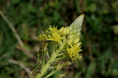 Bulbine narcissifolia