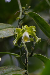 Vanilla mexicana