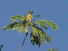 Icterus spurius