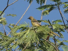 Icterus spurius