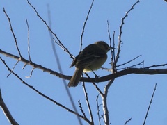 Icterus spurius