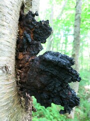 Inonotus obliquus sterilis