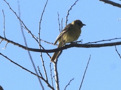 Icterus spurius