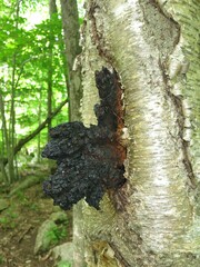 Inonotus obliquus sterilis